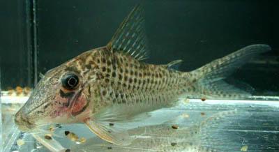 Corydoras areio